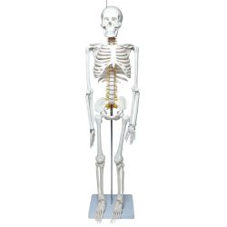 ◎◎  理学療法士x整体師W監修 人体模型 1/2 全身骨格模型 骨模型 約85cm 骨格標本 骨格モデル 「可動性に優れた全身モデル」 Bランク