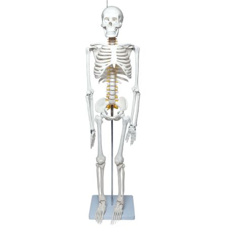   理学療法士x整体師W監修 人体模型 1/2 全身骨格模型 骨模型 約85cm 骨格標本 骨格モデル 「可動性に優れた全身モデル」