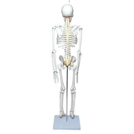   理学療法士x整体師W監修 人体模型 1/2 全身骨格模型 骨模型 約85cm 骨格標本 骨格モデル 「可動性に優れた全身モデル」