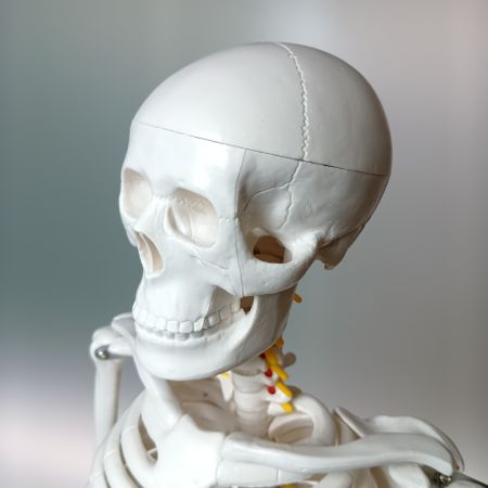   理学療法士x整体師W監修 人体模型 1/2 全身骨格模型 骨模型 約85cm 骨格標本 骨格モデル 「可動性に優れた全身モデル」