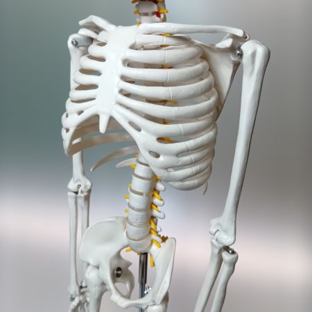   理学療法士x整体師W監修 人体模型 1/2 全身骨格模型 骨模型 約85cm 骨格標本 骨格モデル 「可動性に優れた全身モデル」