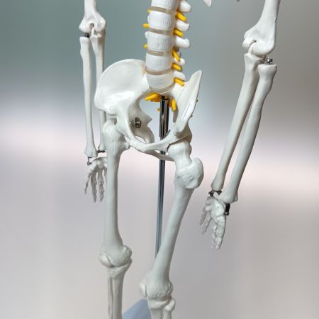   理学療法士x整体師W監修 人体模型 1/2 全身骨格模型 骨模型 約85cm 骨格標本 骨格モデル 「可動性に優れた全身モデル」