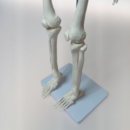   理学療法士x整体師W監修 人体模型 1/2 全身骨格模型 骨模型 約85cm 骨格標本 骨格モデル 「可動性に優れた全身モデル」