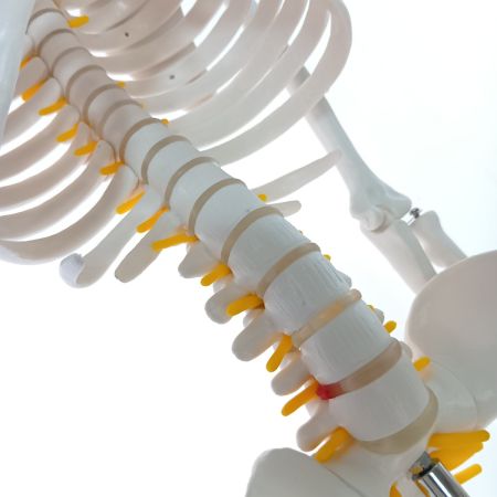   理学療法士x整体師W監修 人体模型 1/2 全身骨格模型 骨模型 約85cm 骨格標本 骨格モデル 「可動性に優れた全身モデル」