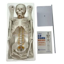 ## KIYOMARU 1/2サイズ全身骨格模型 A105 II N シンプルモデル 未使用品 Sランク