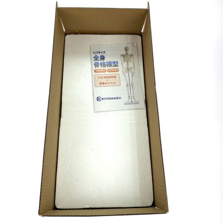  KIYOMARU 1/2サイズ全身骨格模型 A105 II N シンプルモデル 未使用品