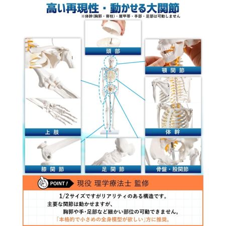  KIYOMARU 1/2サイズ全身骨格模型 A105 II N シンプルモデル 未使用品