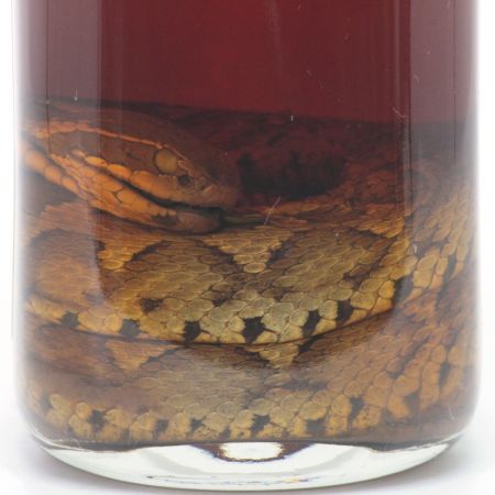 【北海道内限定発送】 龍泉酒造 限定品 強精酒 ハブ酒 500ml 40度 ハブ入り 未開栓