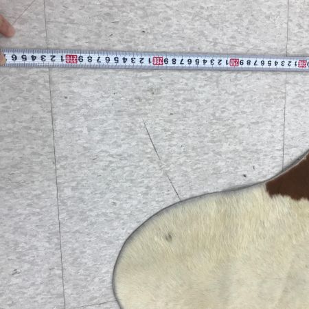 ファブリック カーペット ラグ 程度B カウカーペット