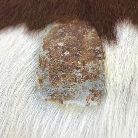 ファブリック カーペット ラグ 程度B カウカーペット