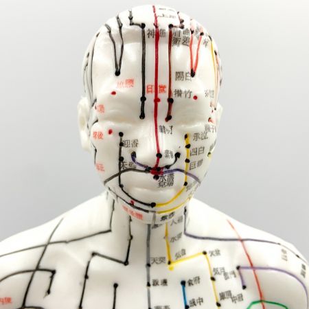   経絡経穴鍼灸模型 人形 けいけつくん 男性