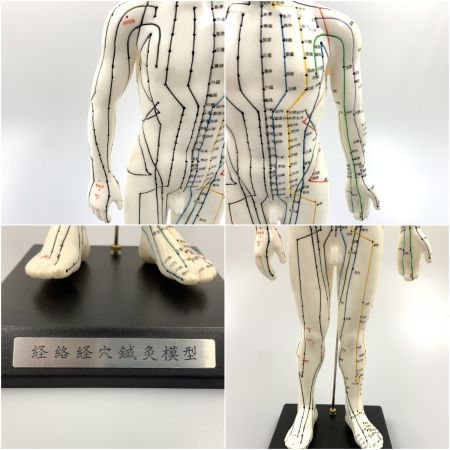   経絡経穴鍼灸模型 人形 けいけつくん 男性