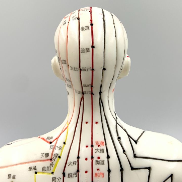 経絡経穴鍼灸模型 人形 けいけつくん 男性 - 中古小物 - なんでも