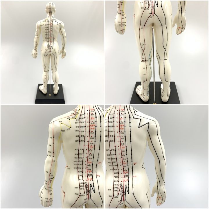 経絡経穴鍼灸模型 人形 けいけつくん 男性 - 中古小物 - なんでも