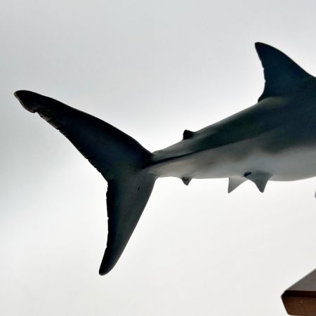  KAIYODO Co.,Ltd. 海洋堂 アクアランド AQUALAND ホホジロザメ