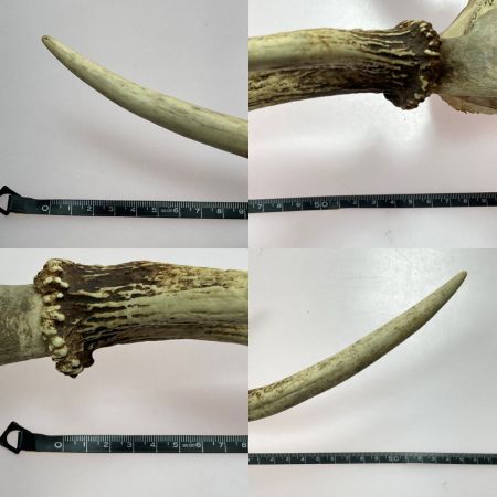   エゾ鹿の角 蝦夷鹿 全長約64cm オブジェ インテリア