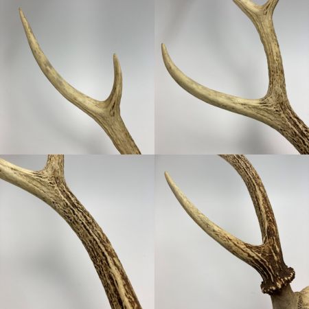   エゾ鹿の角 蝦夷鹿 全長約64cm オブジェ インテリア
