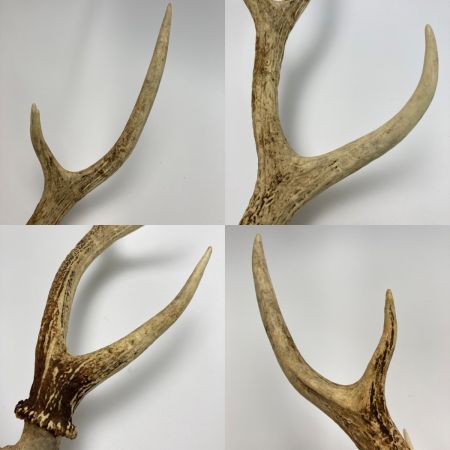   エゾ鹿の角 蝦夷鹿 全長約64cm オブジェ インテリア