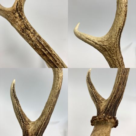  エゾ鹿の角 蝦夷鹿 全長約64cm オブジェ インテリア