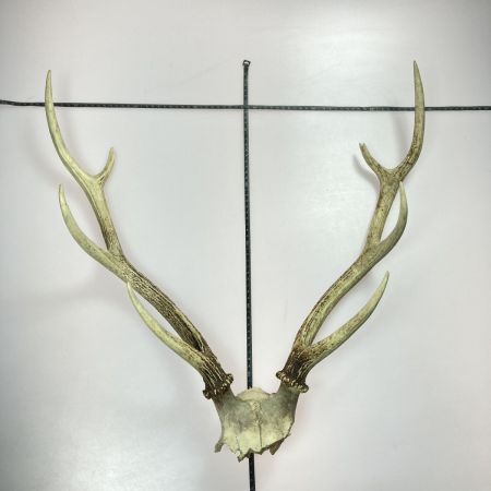   エゾ鹿の角 蝦夷鹿 全長約64cm オブジェ インテリア