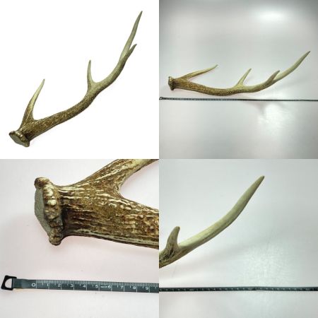   エゾ鹿の角 蝦夷鹿  4本 2対 セット 全長約64cm/62.5cm/52.5cm/49cm ハンドメイド 素材