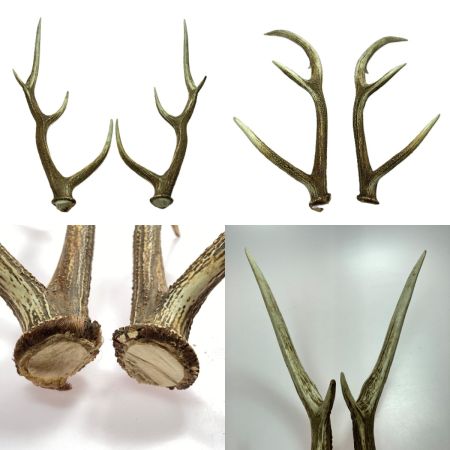   エゾ鹿の角 蝦夷鹿  4本 2対 セット 全長約64cm/62.5cm/52.5cm/49cm ハンドメイド 素材