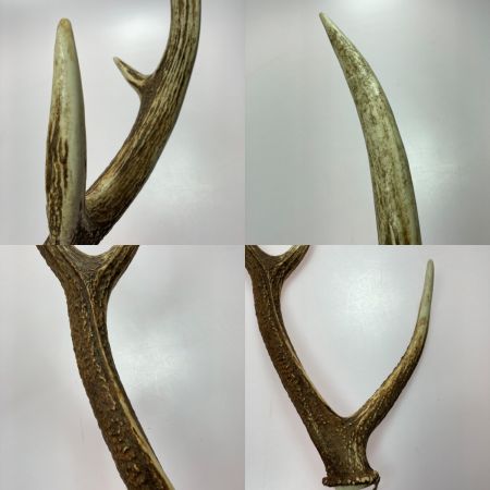   エゾ鹿の角 蝦夷鹿  4本 2対 セット 全長約64cm/62.5cm/52.5cm/49cm ハンドメイド 素材