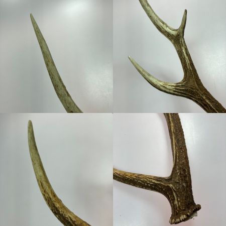   エゾ鹿の角 蝦夷鹿  4本 2対 セット 全長約64cm/62.5cm/52.5cm/49cm ハンドメイド 素材