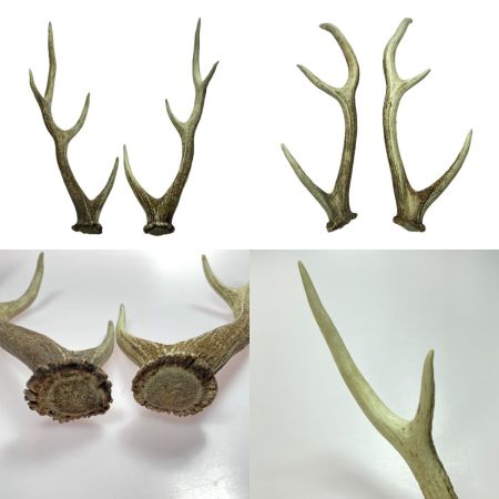   エゾ鹿の角 蝦夷鹿  4本 2対 セット 全長約64cm/62.5cm/52.5cm/49cm ハンドメイド 素材
