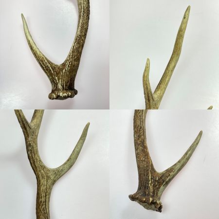   エゾ鹿の角 蝦夷鹿  4本 2対 セット 全長約64cm/62.5cm/52.5cm/49cm ハンドメイド 素材