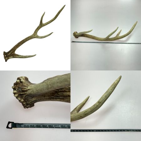   エゾ鹿の角 蝦夷鹿  4本 2対 セット 全長約64cm/62.5cm/52.5cm/49cm ハンドメイド 素材