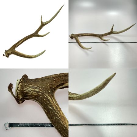   エゾ鹿の角 蝦夷鹿  4本 2対 セット 全長約64cm/62.5cm/52.5cm/49cm ハンドメイド 素材