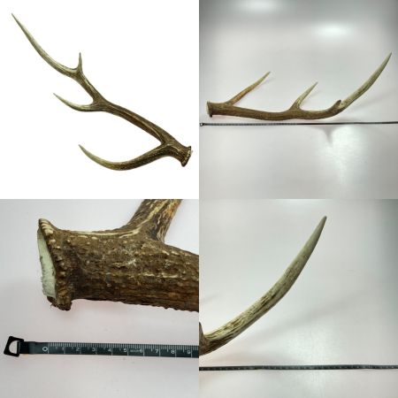   エゾ鹿の角 蝦夷鹿  4本 2対 セット 全長約64cm/62.5cm/52.5cm/49cm ハンドメイド 素材