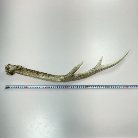 エゾ鹿の角 蝦夷鹿 2本 全長約62cm/約64cm インテリア ハンドメイド 素材 鹿角