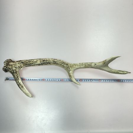 エゾ鹿の角 蝦夷鹿 2本 全長約62cm/約64cm インテリア ハンドメイド 素材 鹿角