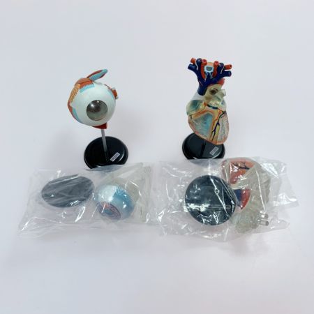 こどもの事典大百科 人体解剖図鑑 yujin 14種コンプ＋シークレット