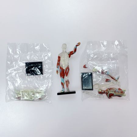 こどもの事典大百科 人体解剖図鑑Ⅱ yujin 12種コンプ＋シークレット