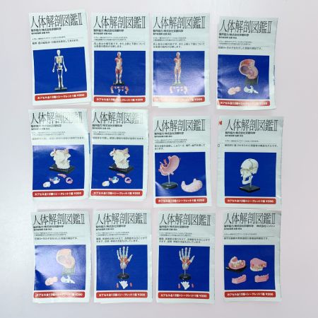 こどもの事典大百科 人体解剖図鑑Ⅱ yujin 12種コンプ＋シークレット