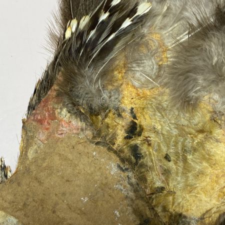   フライマテリアル ジャングルコック 詳細不明 現状渡し品