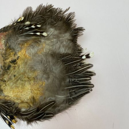   フライマテリアル ジャングルコック 詳細不明 現状渡し品