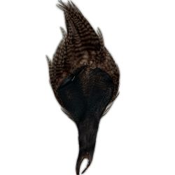 フライマテリアル　ハックルケープ　コックネック　グリズリーブラウン Cランク