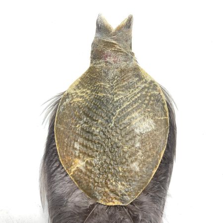  Whiting Farms ホワイティング シルバーグレード コックネック ダークダイドダン ルースターケープ