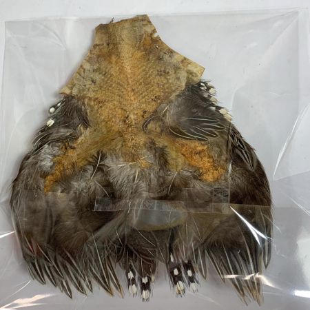   フライマテリアル ジャングルコック　縦20cm×横17cm