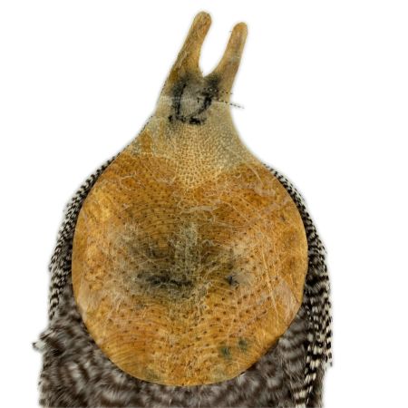 フライマテリアル ハックルケープコックネック グリズリー　使用感あり