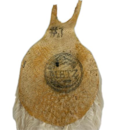 釣り小物  ハックルケープ コックネック クリーム