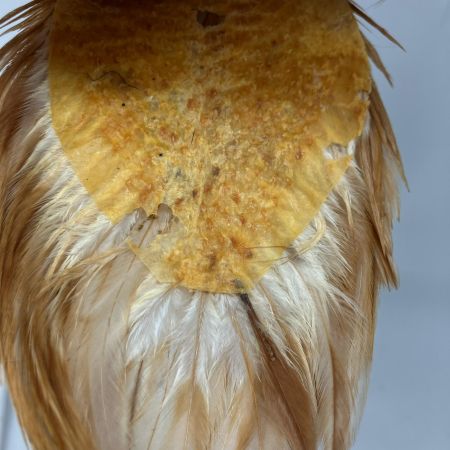 WHITING ホワイティング 釣り小物 フライマテリアル WHITING ハックルケープ ヘンネック ミディアムジンジャー