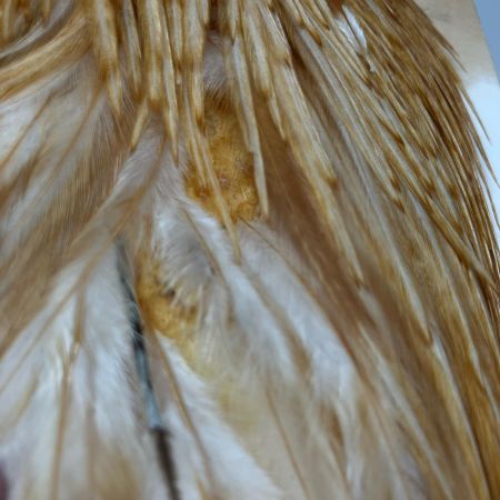 WHITING ホワイティング 釣り小物 フライマテリアル WHITING ハックルケープ ヘンネック ミディアムジンジャー